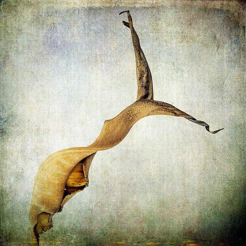 Grunge Remnants IX White Modern Wood Framed Art Print by Malek, Honey