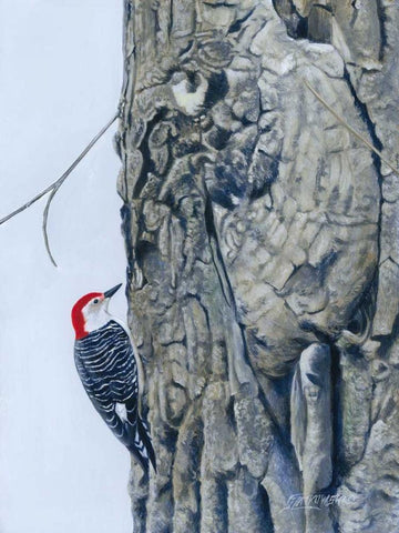 Red Bellied Woodpecker I White Modern Wood Framed Art Print with Double Matting by Szatkowski, Fred