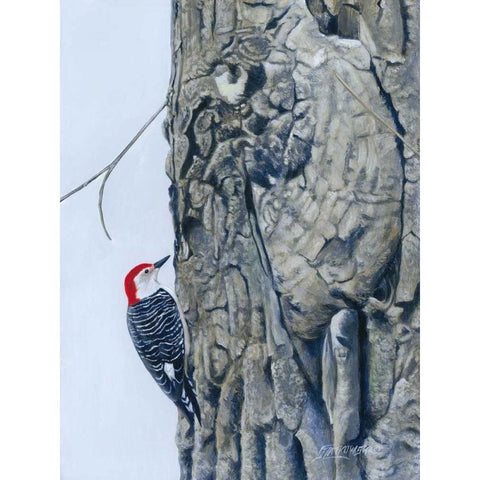 Red Bellied Woodpecker I Black Modern Wood Framed Art Print by Szatkowski, Fred