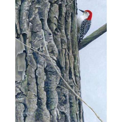 Red Bellied Woodpecker II Gold Ornate Wood Framed Art Print with Double Matting by Szatkowski, Fred