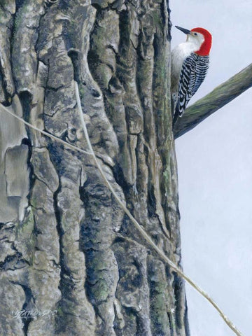 Red Bellied Woodpecker II White Modern Wood Framed Art Print with Double Matting by Szatkowski, Fred