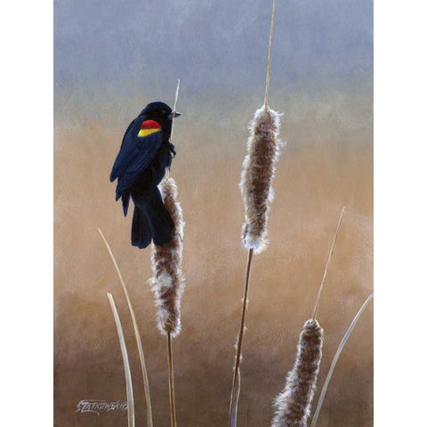 Redwing Morning I White Modern Wood Framed Art Print by Szatkowski, Fred