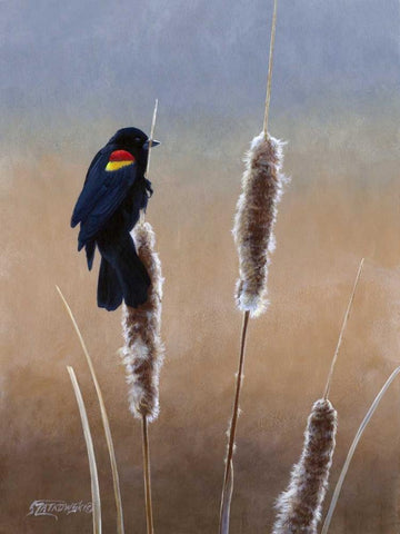 Redwing Morning I White Modern Wood Framed Art Print with Double Matting by Szatkowski, Fred
