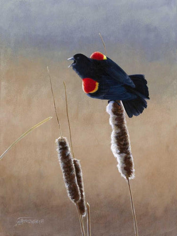 Redwing Morning II Black Ornate Wood Framed Art Print with Double Matting by Szatkowski, Fred