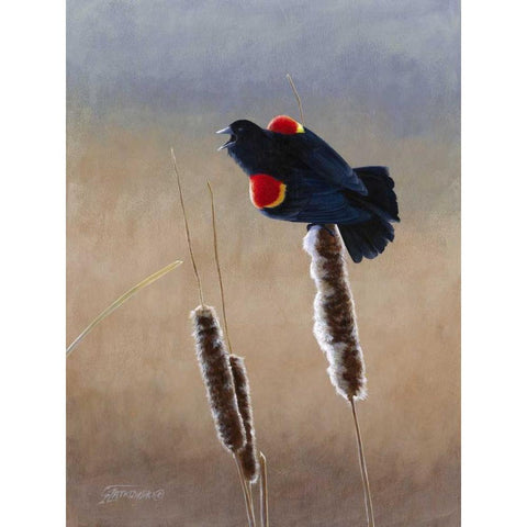 Redwing Morning II Black Modern Wood Framed Art Print with Double Matting by Szatkowski, Fred