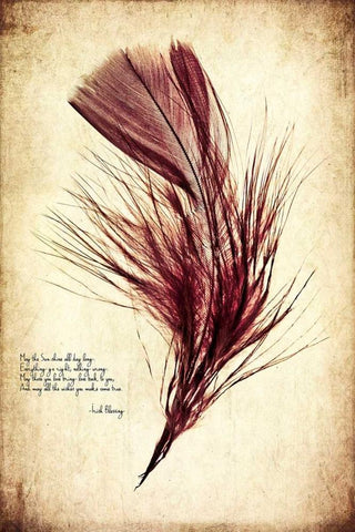 Feather in Color III Black Ornate Wood Framed Art Print with Double Matting by Malek, Honey
