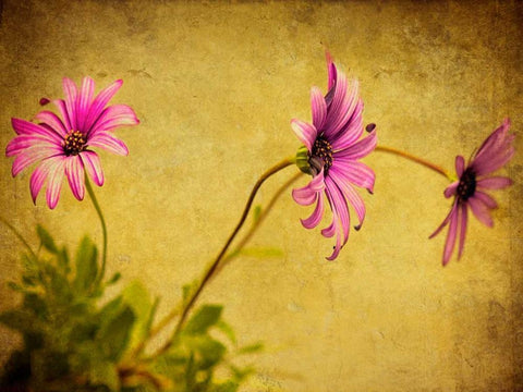 Fuchsia Daisy I White Modern Wood Framed Art Print with Double Matting by Malek, Honey