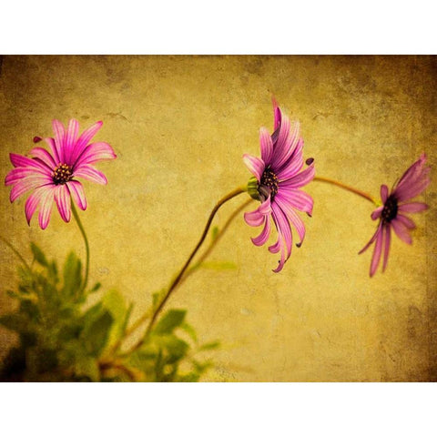 Fuchsia Daisy I Black Modern Wood Framed Art Print by Malek, Honey