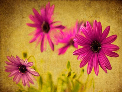 Fuchsia Daisy II Black Ornate Wood Framed Art Print with Double Matting by Malek, Honey