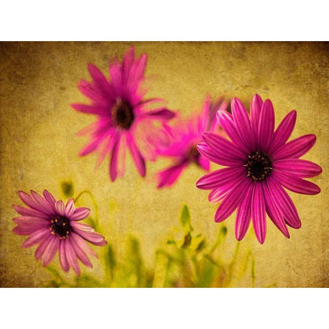 Fuchsia Daisy II White Modern Wood Framed Art Print by Malek, Honey