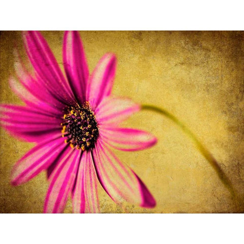 Fuchsia Daisy III Black Modern Wood Framed Art Print with Double Matting by Malek, Honey