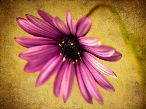 Fuchsia Daisy IV White Modern Wood Framed Art Print with Double Matting by Malek, Honey