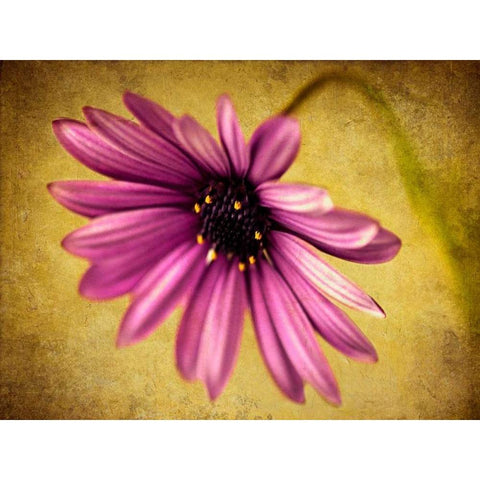 Fuchsia Daisy IV Black Modern Wood Framed Art Print by Malek, Honey