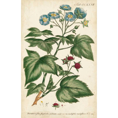 Chambray Botanical I Black Modern Wood Framed Art Print by Miller, Dianne
