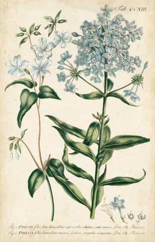 Chambray Botanical II Black Ornate Wood Framed Art Print with Double Matting by Miller, Dianne