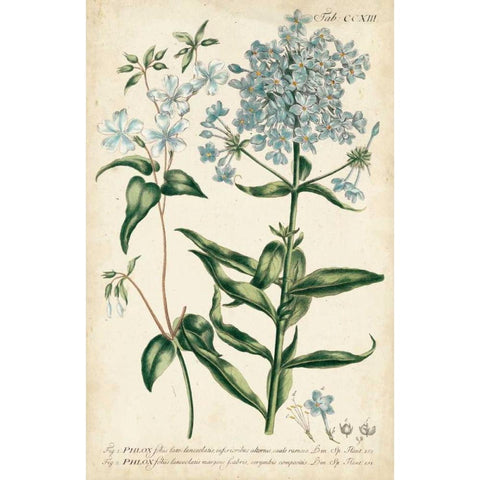 Chambray Botanical II Black Modern Wood Framed Art Print by Miller, Dianne
