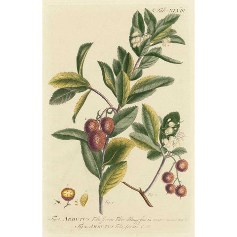 Miller Foliage and Fruit I Black Modern Wood Framed Art Print with Double Matting by Miller, Dianne