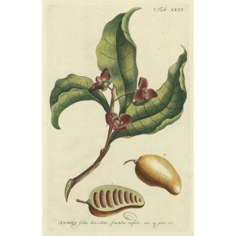 Miller Foliage and Fruit II Black Modern Wood Framed Art Print with Double Matting by Miller, Dianne