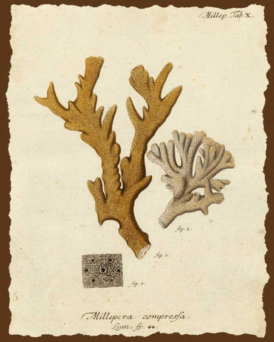 Natura Coral I Black Ornate Wood Framed Art Print with Double Matting by Esper, Johann