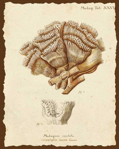 Natura Coral II Black Ornate Wood Framed Art Print with Double Matting by Esper, Johann