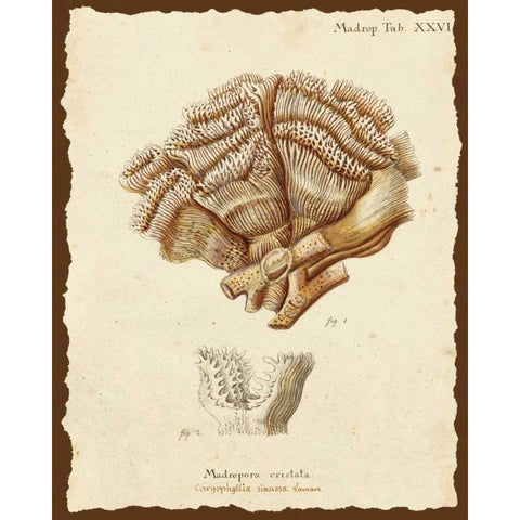 Natura Coral II Gold Ornate Wood Framed Art Print with Double Matting by Esper, Johann