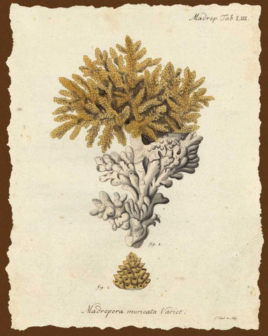 Natura Coral III White Modern Wood Framed Art Print with Double Matting by Esper, Johann