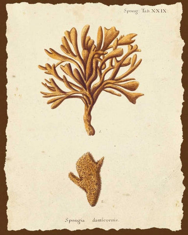 Natura Coral IV White Modern Wood Framed Art Print with Double Matting by Esper, Johann