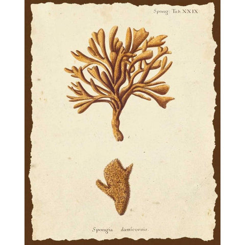 Natura Coral IV Black Modern Wood Framed Art Print by Esper, Johann