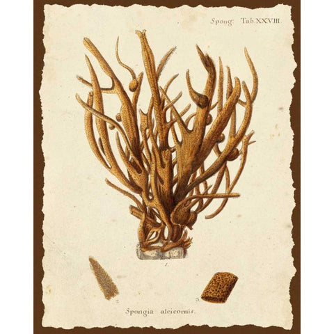 Natura Coral V Black Modern Wood Framed Art Print by Esper, Johann