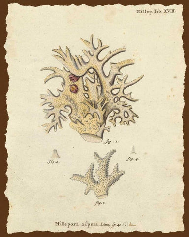 Natura Coral VI White Modern Wood Framed Art Print with Double Matting by Esper, Johann