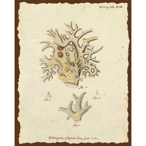 Natura Coral VI Gold Ornate Wood Framed Art Print with Double Matting by Esper, Johann