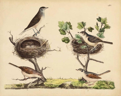 Wrens, Warblers and Nests I Black Ornate Wood Framed Art Print with Double Matting by Strack, Friedrich