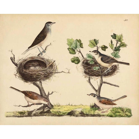 Wrens, Warblers and Nests I Black Modern Wood Framed Art Print by Strack, Friedrich