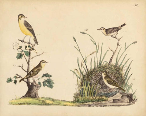 Wrens, Warblers and Nests II White Modern Wood Framed Art Print with Double Matting by Strack, Friedrich