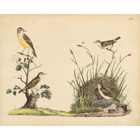 Wrens, Warblers and Nests II Black Modern Wood Framed Art Print by Strack, Friedrich
