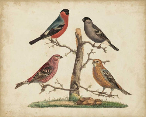 Bull Finches Black Ornate Wood Framed Art Print with Double Matting by Strack, Friedrich