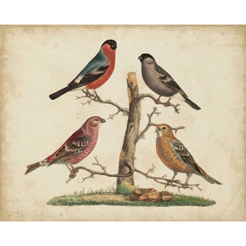 Bull Finches Gold Ornate Wood Framed Art Print with Double Matting by Strack, Friedrich