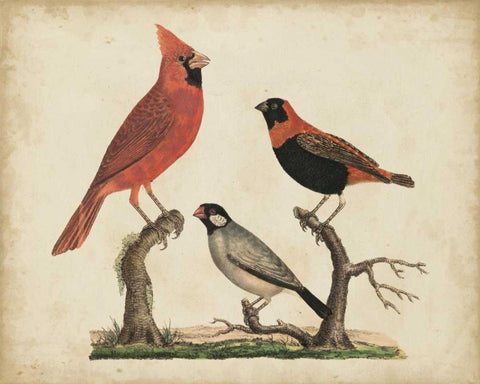 Cardinal and Grosbeak White Modern Wood Framed Art Print with Double Matting by Strack, Friedrich
