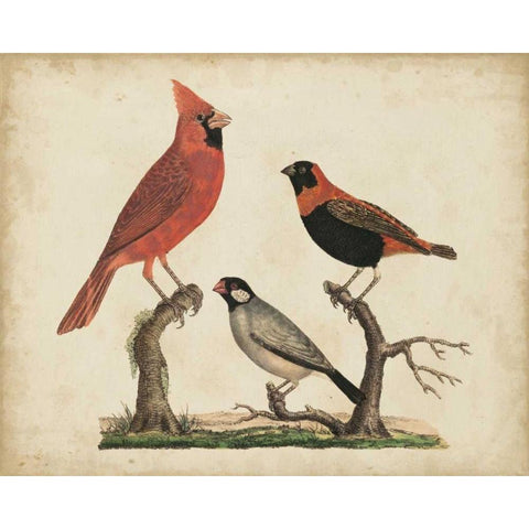 Cardinal and Grosbeak White Modern Wood Framed Art Print by Strack, Friedrich