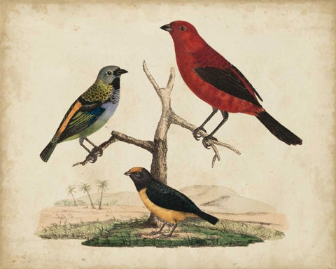 Red and Green Tanager Black Ornate Wood Framed Art Print with Double Matting by Strack, Friedrich