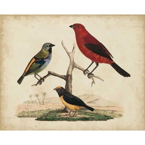 Red and Green Tanager Black Modern Wood Framed Art Print by Strack, Friedrich