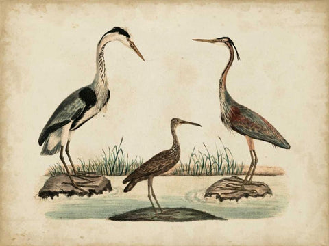Common Heron and Crested Purple Heron Black Ornate Wood Framed Art Print with Double Matting by Strack, Friedrich