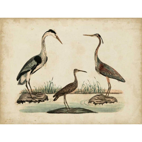 Common Heron and Crested Purple Heron Gold Ornate Wood Framed Art Print with Double Matting by Strack, Friedrich