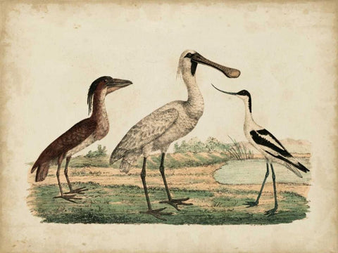 Avocet and Boat-Billed Heron Black Ornate Wood Framed Art Print with Double Matting by Strack, Friedrich
