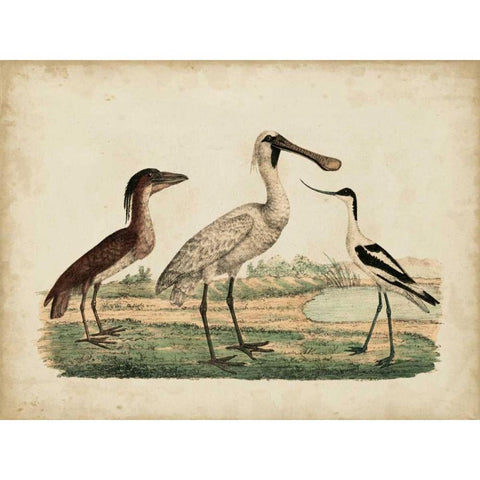 Avocet and Boat-Billed Heron Black Modern Wood Framed Art Print by Strack, Friedrich