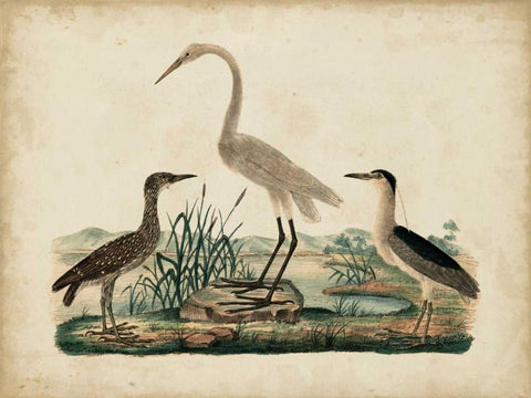 Great White Heron and Night Heron Black Ornate Wood Framed Art Print with Double Matting by Strack, Friedrich
