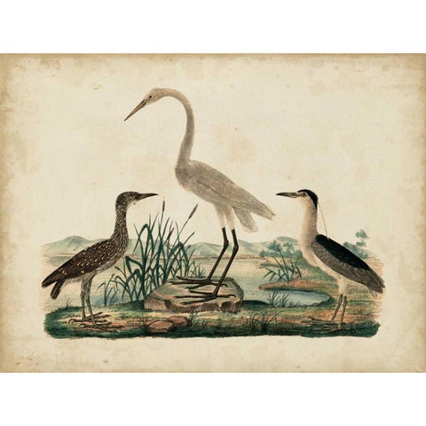 Great White Heron and Night Heron Black Modern Wood Framed Art Print by Strack, Friedrich