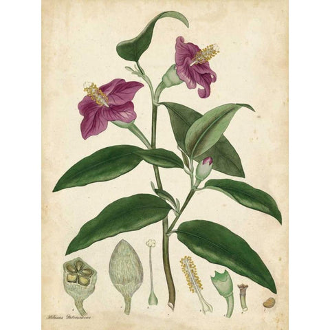 Antique Hibiscus Black Modern Wood Framed Art Print by Andrews, Henry