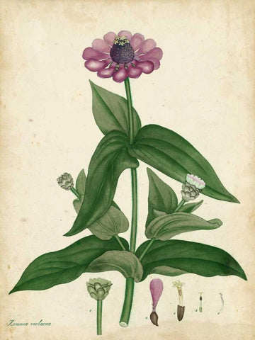 Antique Zinnia Black Ornate Wood Framed Art Print with Double Matting by Andrews, Henry