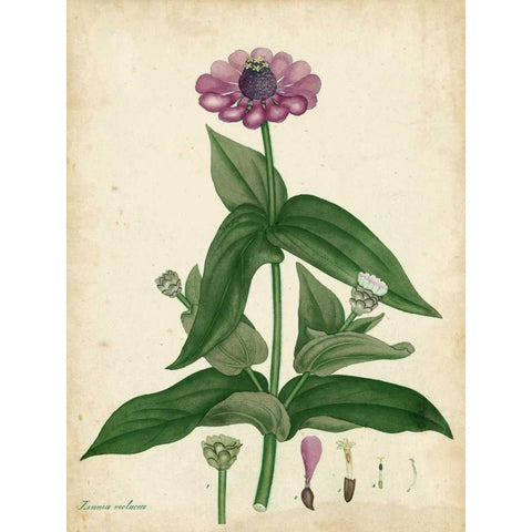 Antique Zinnia Gold Ornate Wood Framed Art Print with Double Matting by Andrews, Henry